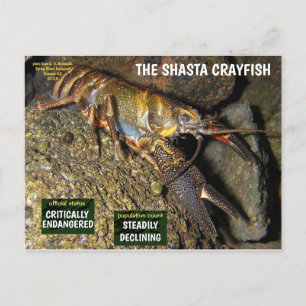 Cartes Pour Fêtes Annuelles L'écrevisse Shasta est en danger - 3 -