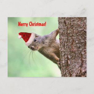 Cartes Pour Fêtes Annuelles L'écureuil de Noël sur un arbre