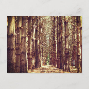 Cartes Pour Fêtes Annuelles Les grands arbres