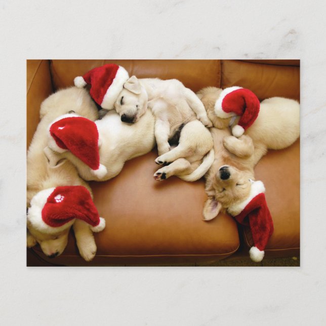 Cartes Pour Fêtes Annuelles Les jours de Noël des chiens (Devant)