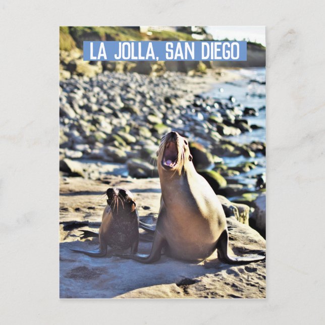 Cartes Pour Fêtes Annuelles Les phoques de La Jolla (Devant)