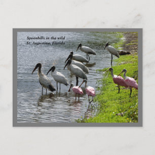 Cartes Pour Fêtes Annuelles Les spatules dans la nature