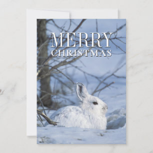 Cartes Pour Fêtes Annuelles Lièvre de raquette reposant dans la neige