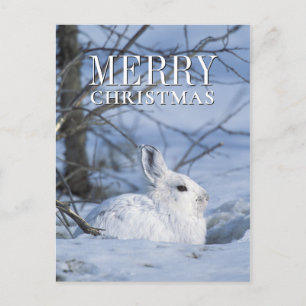 Cartes Pour Fêtes Annuelles Lièvre de raquette reposant dans la neige