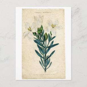 Cartes Pour Fêtes Annuelles Lis de Pâques vintage