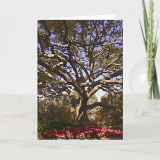 Cartes Pour Fêtes Annuelles Live Oak et poinsettias