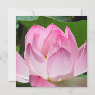 Cartes Pour Fêtes Annuelles Lotus Bloom rose