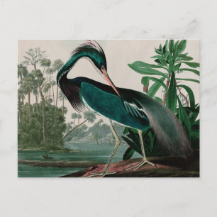 Cartes Pour Fêtes Annuelles Louisiana Heron Birds of America Audubon Imprimer