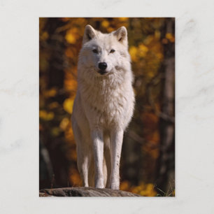 Cartes Pour Fêtes Annuelles Loup arctique sur rocher