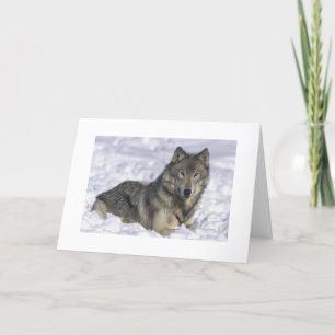 Cartes Pour Fêtes Annuelles Loup des neiges Nature Faune Photo Fête Noël