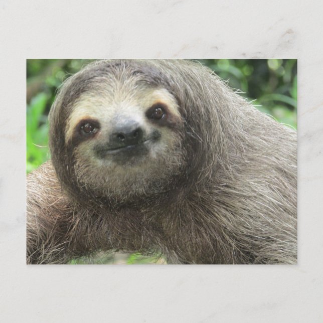 Cartes Pour Fêtes Annuelles Love Sloths (Devant)