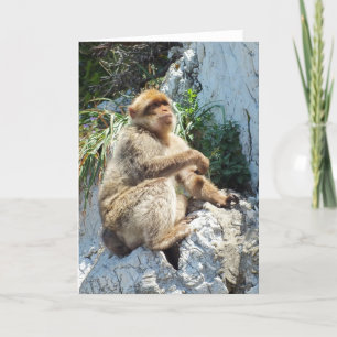 Cartes Pour Fêtes Annuelles Macaque de Barbarie singe