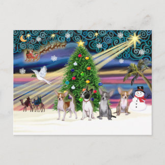 Cartes Pour Fêtes Annuelles Magie de Noël-Chihuahuas (quatre)