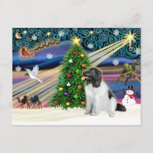 Cartes Pour Fêtes Annuelles Magie de Noël Terre-Neuve (Landseer)