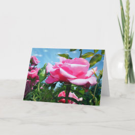 Cartes Pour Fêtes Annuelles Magnifique rose dans le ciel bleu. Photographie fl