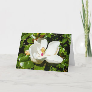 Cartes Pour Fêtes Annuelles Magnolia grandiflora
