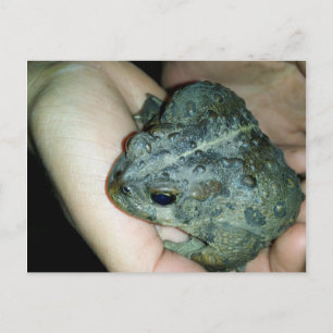 Cartes Pour Fêtes Annuelles main tenant une grenouille en crapaud