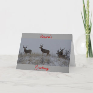 Cartes Pour Fêtes Annuelles Mâles de cerfs communs de mule D21