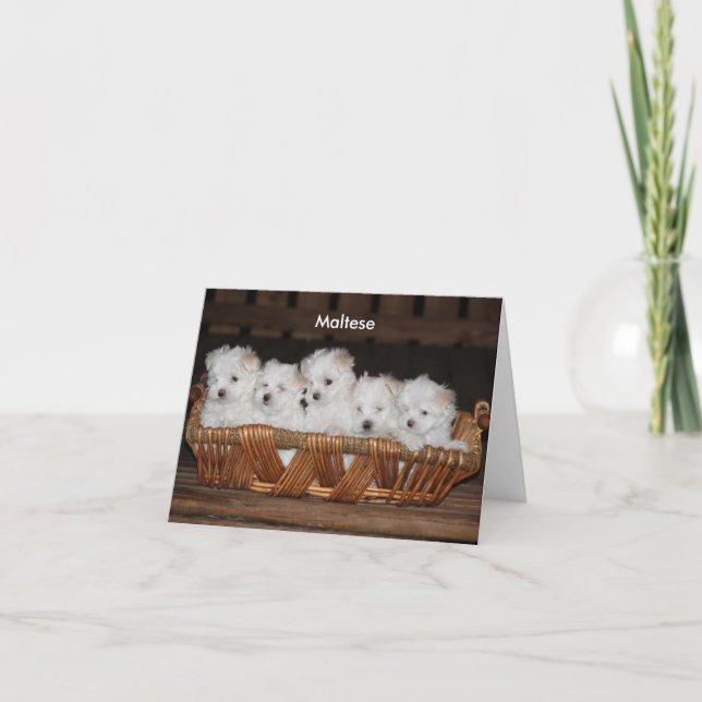 Cartes Pour Fêtes Annuelles Maltais, Chiot, Panier, Note personnalisable (Devant)