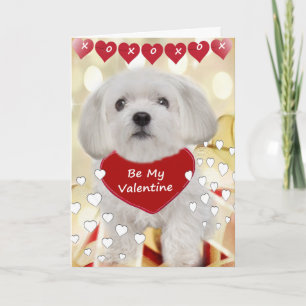 Cartes Pour Fêtes Annuelles Maltese Be My Valentine Cards