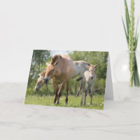 Marche du cheval et du poulain de Przewalski