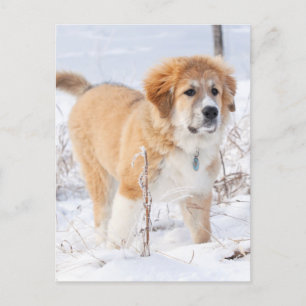 Cartes Pour Fêtes Annuelles Marionnette des Pyrénées dans la neige