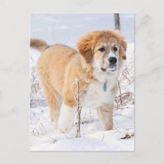 Cartes Pour Fêtes Annuelles Marionnette des Pyrénées dans la neige (Devant)
