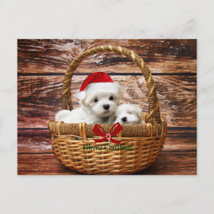 Cartes Pour Fêtes Annuelles Marionnettes maltaises dans un panier de Noël