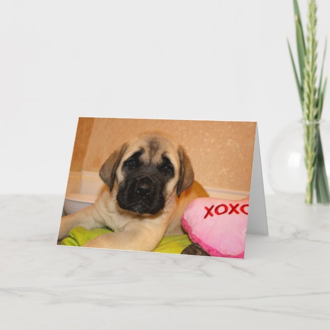 Cartes Pour Fêtes Annuelles Mastiff Puppy Valentine Card (Devant)