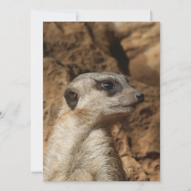 Cartes Pour Fêtes Annuelles Meerkat 029 (Devant)