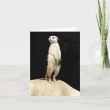 Meerkat Love