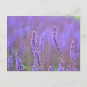 Cartes Pour Fêtes Annuelles Mer de fleurs violettes au RHS Wisley