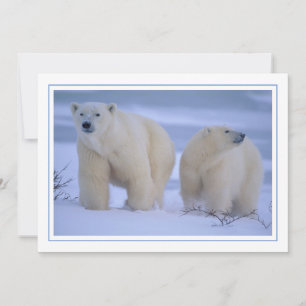 Cartes Pour Fêtes Annuelles Mère Ours Polaire avec Cub dans la neige