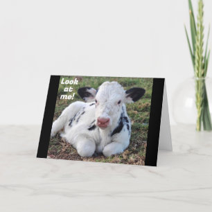 CARTES POUR FÊTES ANNUELLES "MERRY CHRISTMAS" DE VACHE ADORABLE