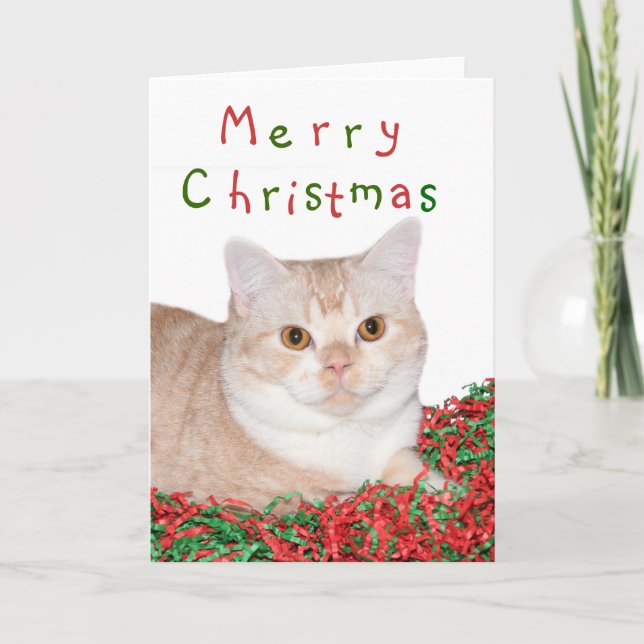 Cartes Pour Fêtes Annuelles Merry Christmas kitty (Devant)