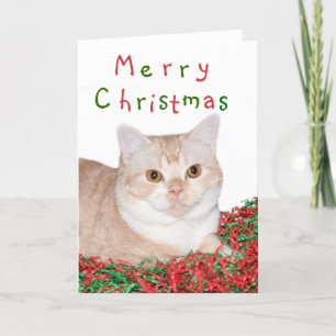 Cartes Pour Fêtes Annuelles Merry Christmas kitty