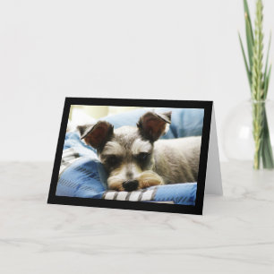 Cartes Pour Fêtes Annuelles Mini Schnauzer
