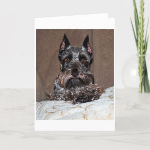 Cartes Pour Fêtes Annuelles mini schnauzer 2