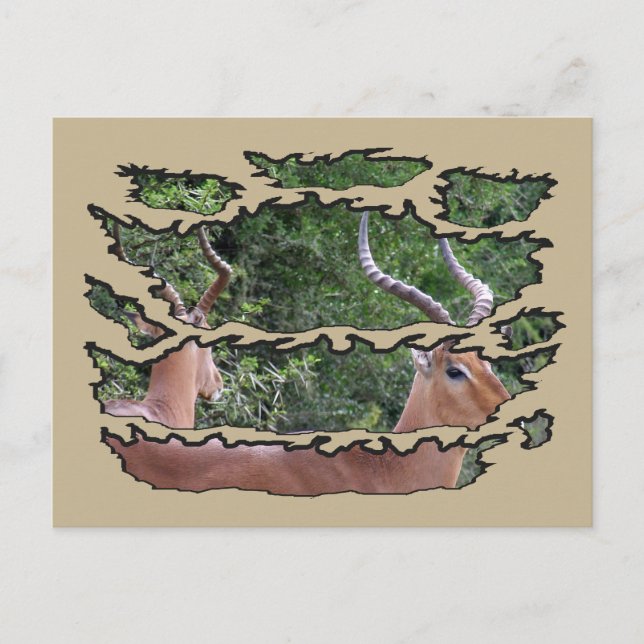 Cartes Pour Fêtes Annuelles Miroir Impala de la faune arrachée (Devant)