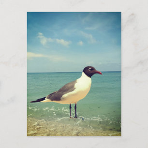 Cartes Pour Fêtes Annuelles Mouette