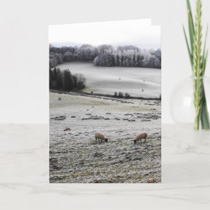 Cartes Pour Fêtes Annuelles Moutons broutant un matin gelé