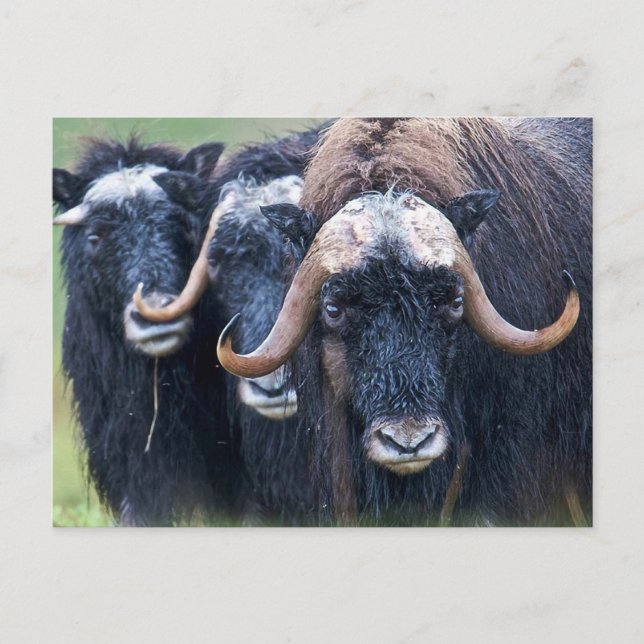 Cartes Pour Fêtes Annuelles Muskox Muskoxen, Alaska (Devant)