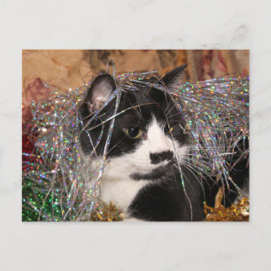 Cartes Pour Fêtes Annuelles Naughty tuxedo Noël