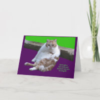 N'ayez pas un chat-je-tude sur votre