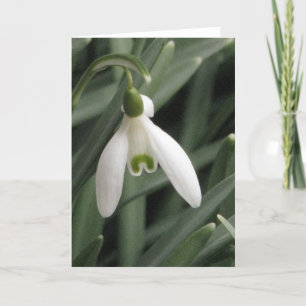 Cartes Pour Fêtes Annuelles Neige