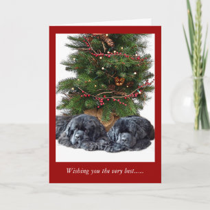 Cartes Pour Fêtes Annuelles Newfies & the Christmas Cat
