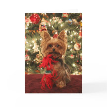 Noël 2 de Yorkie