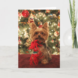 Cartes Pour Fêtes Annuelles Noël 2 de Yorkie