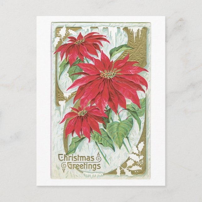 Cartes Pour Fêtes Annuelles Noël à l'ancienne, Poinsettia (Devant)