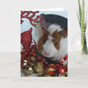 Cartes Pour Fêtes Annuelles Noël au porc de Guinée